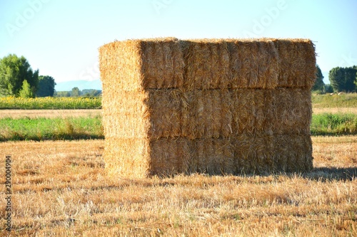 fardos de paja en el campo