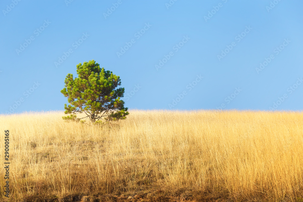 Fototapeta premium Scenic landscape with a lone pine tree and beautiful golden grass shimmering in the foreground. Nature outdoors travel destination, Zlatibor, Serbia