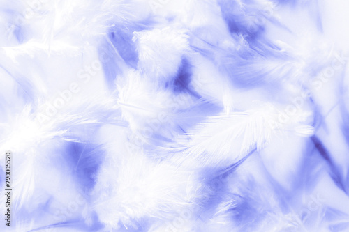 Beautiful abstract texture close up color white and blue feathers on the darkness background and wallpaper