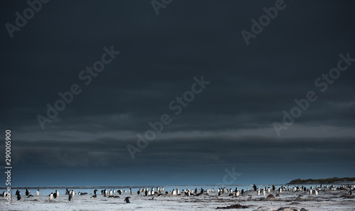 gentoo penguins preening themselves on the beach at dusk