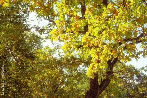 Autumn nostalgic background. Author's processing, soft focus.