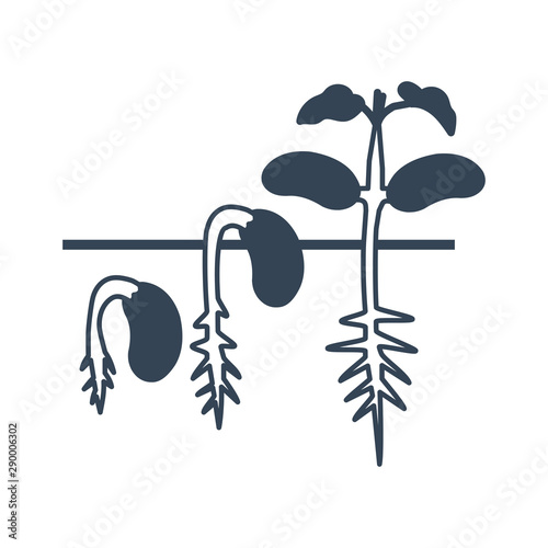 black icon germination, sprouting  haricot beans