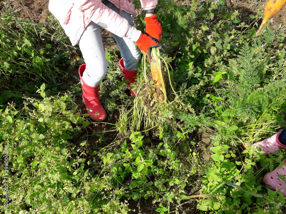 Obraz premium carrot digging