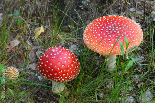 Beautiful red fairytale fly agaric