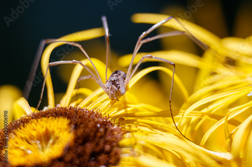 Longleg spider on the flower macro take photo