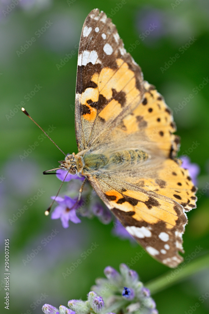 Vanessa cardui - Butterfly Tortoiseshell on lavender flower. Vanessa cardui - Butterfly Tortoiseshell on lavender flower.