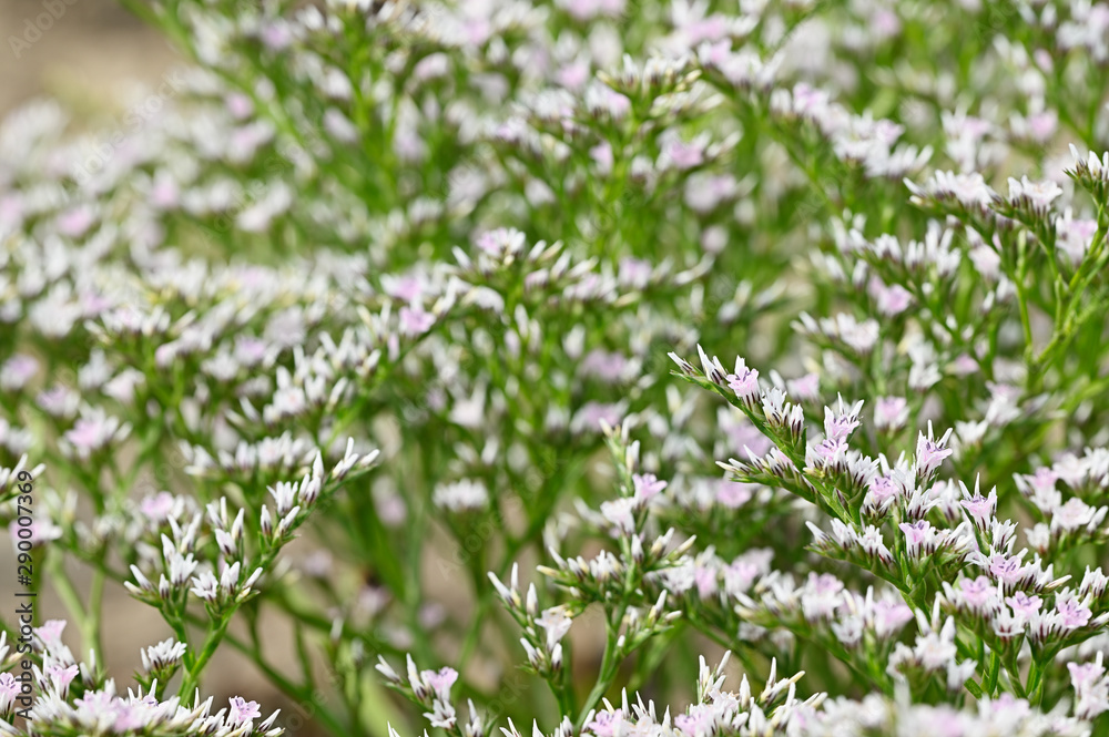 Tiny white flowers of immortelle outdoors in nature. Tiny white flowers of immortelle outdoors in nature.