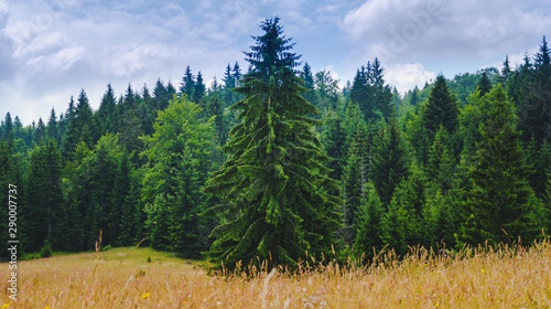 Wild pine forest, remote wild nature
