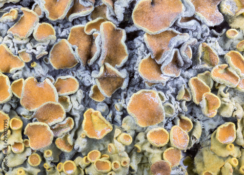 lichen orange colony closeup background