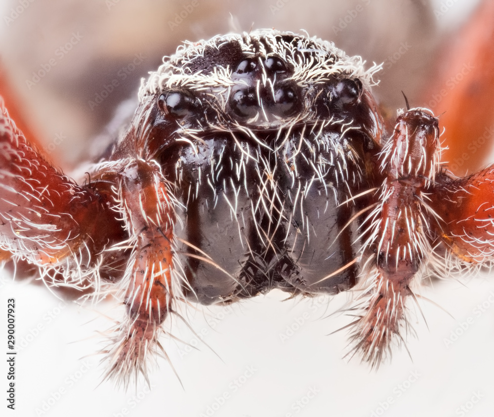 brown orb-weaver spider extreame closeup brown orb-weaver spider extreame closeup