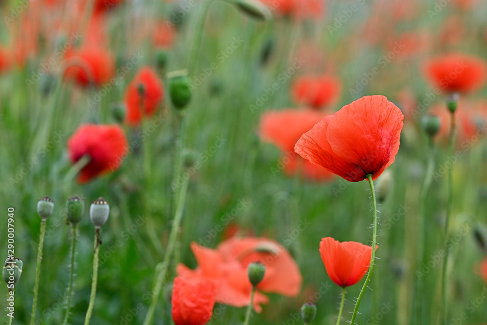 Naklejka premium Red poppy flower in the field.