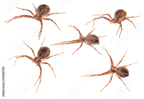 five dark brown isolated spiders