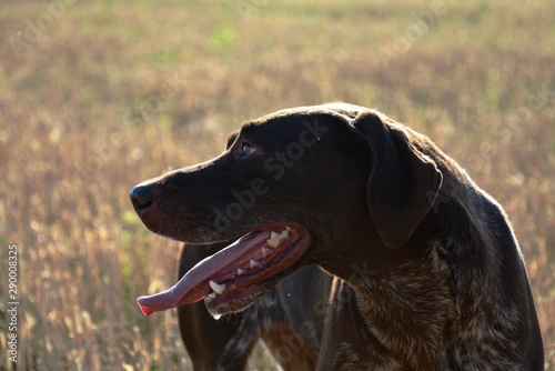 perro de caza en el campo con la lengua fuera