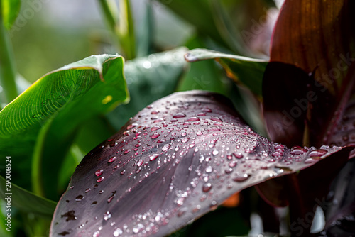Fresh green leave with dew drops close up