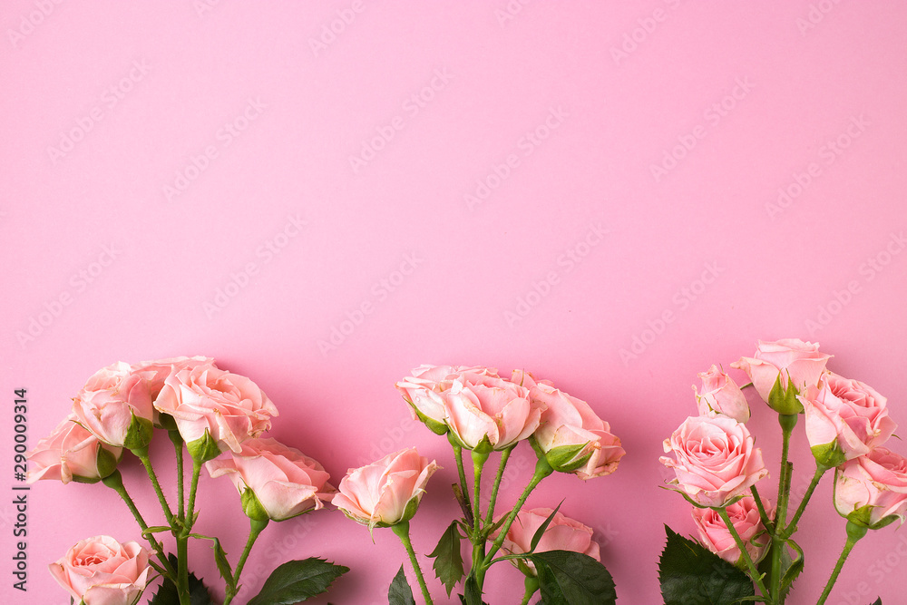 Pink rose flowers on pastel pink background.