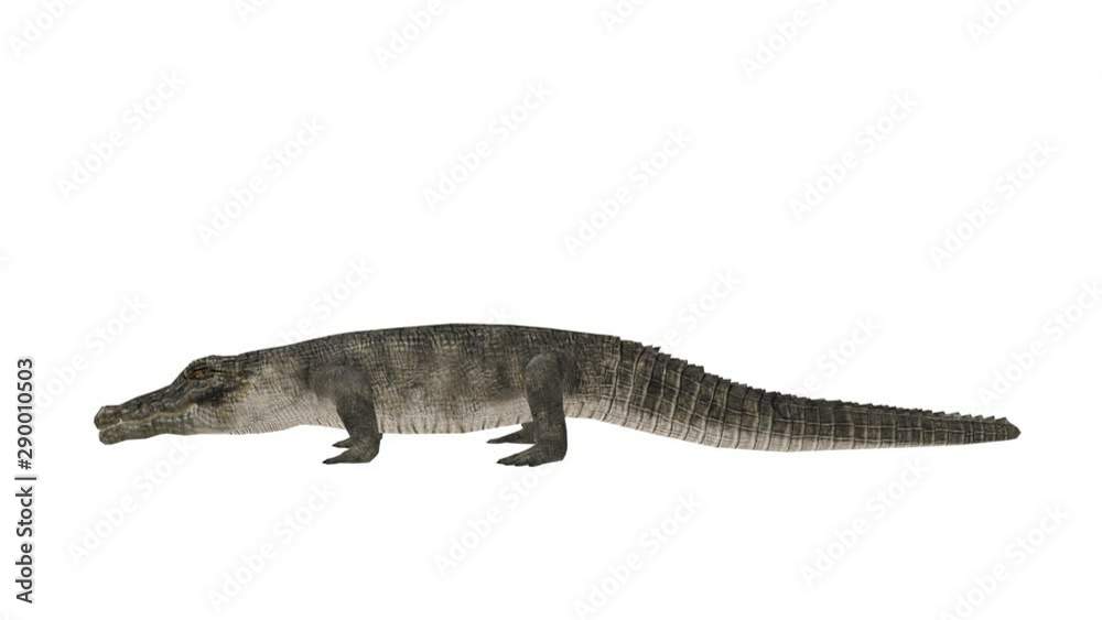 ワニ ワニ