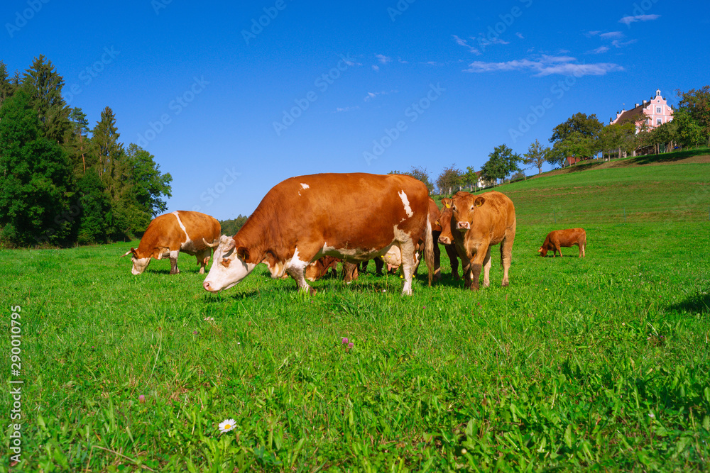 Lovingly kept cattle herd, suckler cows, in the region of Lake Constance. On the hill the baroque, small castle of the village Freudental.