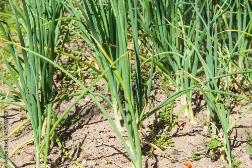 Young onion field in the garden Allium cepa