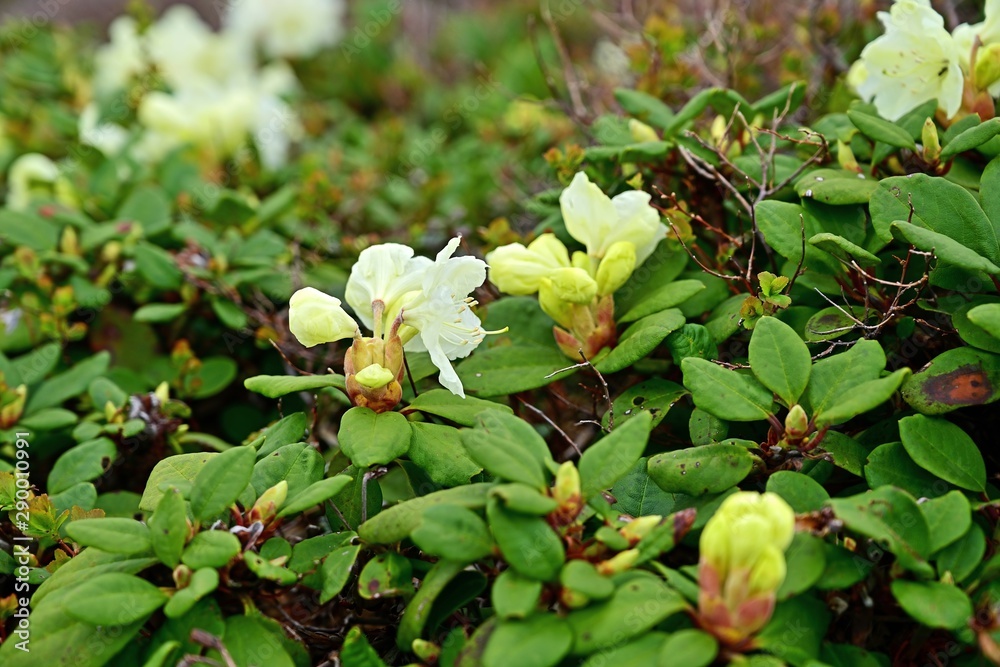 Obraz premium 残雪と新緑に包まれた大雪山に咲く満開のキバナシャクナゲの花@北海道