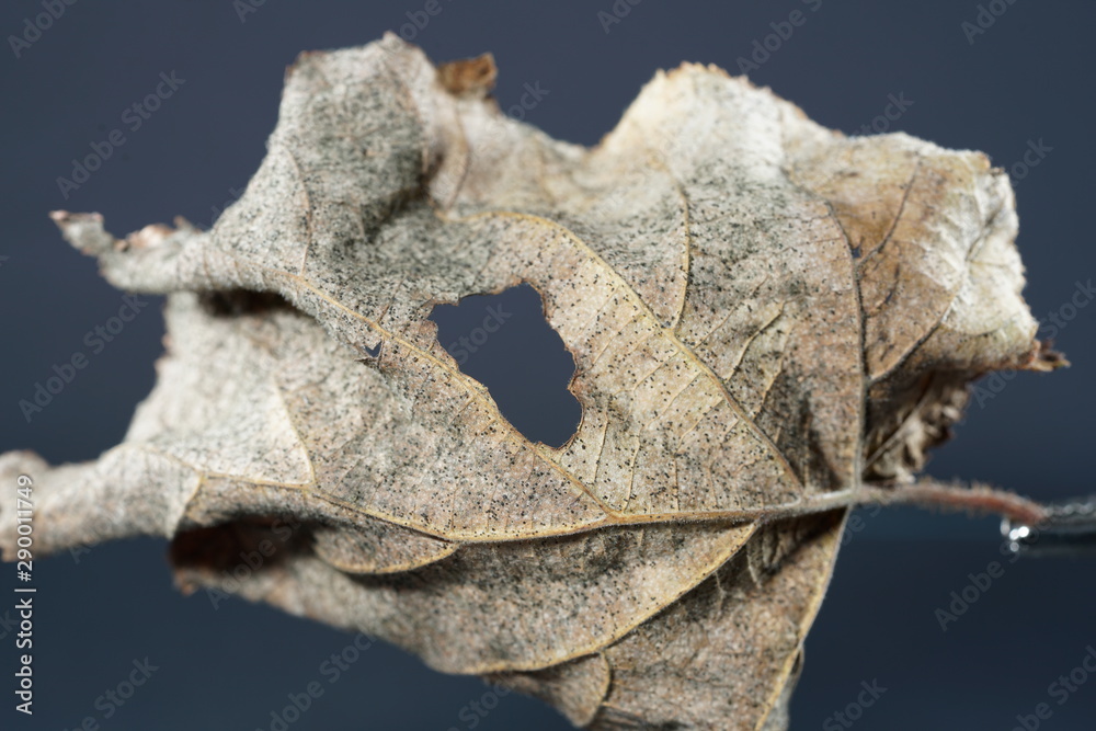 Obraz premium Leaves the autumn has blown from the trees