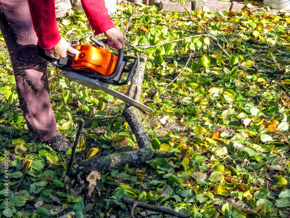 Naklejka premium A man sawing a wooden snag on the ground among yellow-green leaves. Worker holds a chainsaw and saws a branch on an autumn sunny day, sawdust flying around, background with copy space