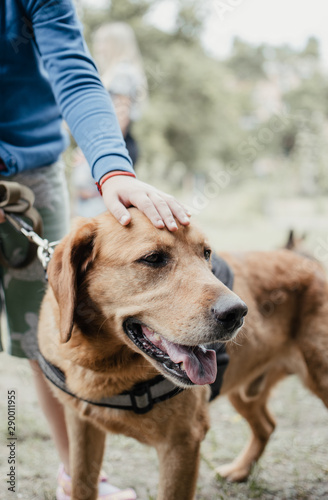 Canis Dog Therapy. Labrador dog and disabled children on green grass. Dog-Assisted Therapies and Activities in Rehabilitation of Children with Cerebral Palsy and Physical and Mental Disabilities