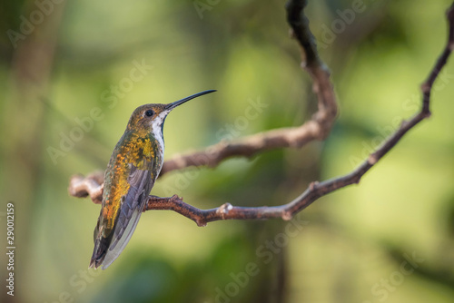 The Hummingbird is sitting on the branch in the rain forest. Flying Black-throated mango Anthracothorax nigricollis with nice colorful background.