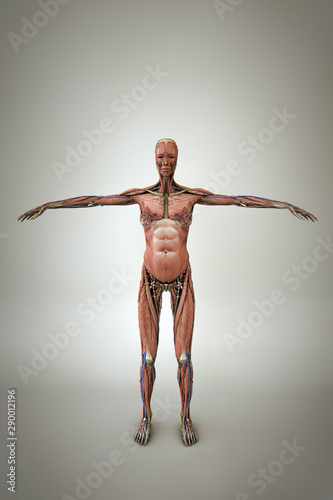 woman anatomy model
