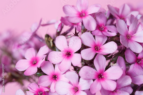Branch of lilac phlox Isolated on a pink background  close-up.