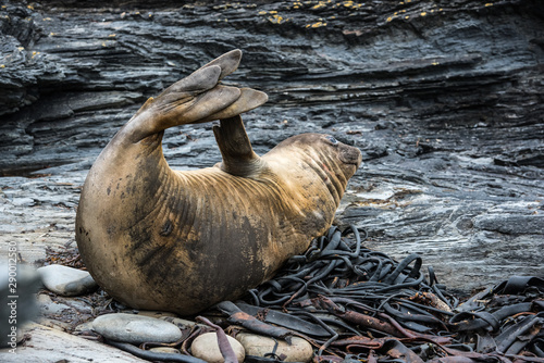 elephant seal relaxing by a rock pool