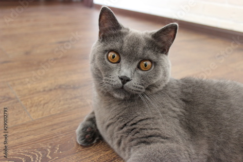 domestic british blue grey shorthair cat with orange eyes closeup