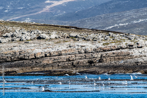 arctic terns fishing in the sea