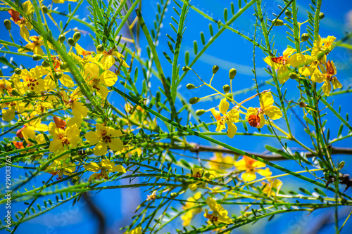 A yellow blooming Retama flowers in Santa Ana NWR, Texas photo