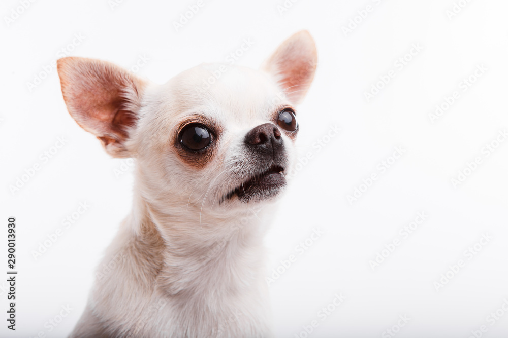 Chihuahua dog. Portrait on white background