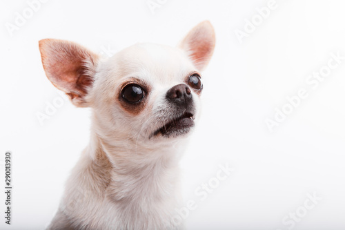 Chihuahua dog. Portrait on white background © galina_kovalenko