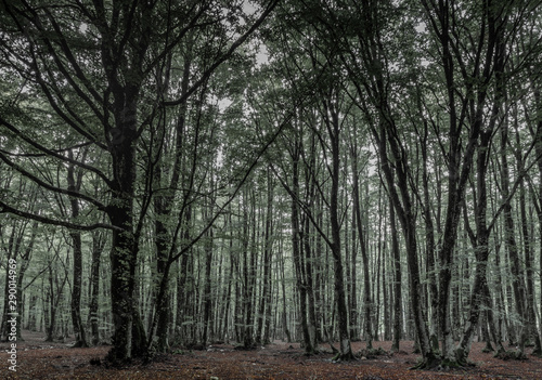 A beech forest in central Italy (Prato di Campoli, Veroli). A long-exposure to capture the remaining light before the night. Some adjustments in post to transmit the sensation of imminent darkness.