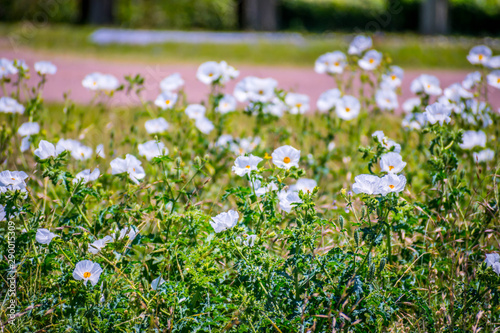 Fototapeta Naklejka Na Ścianę i Meble -  Burhead wildflowers in Aransas NWR, Texas
