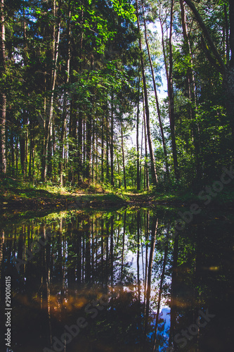 Mirror dark forest on water 