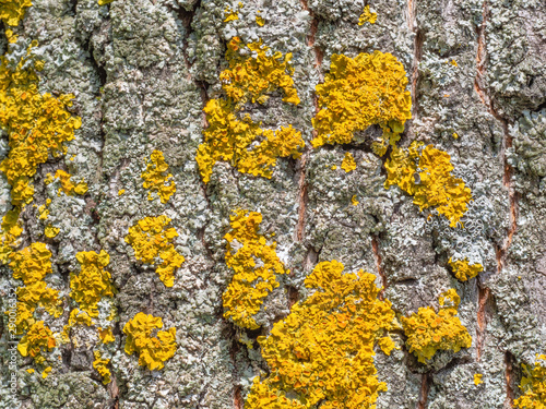 Bark tree closeup. Fungus ecosystem on tree bark. Common yellow lichen. Natural texture