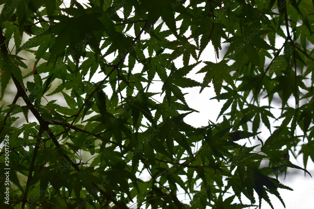Kyoto Kyoto