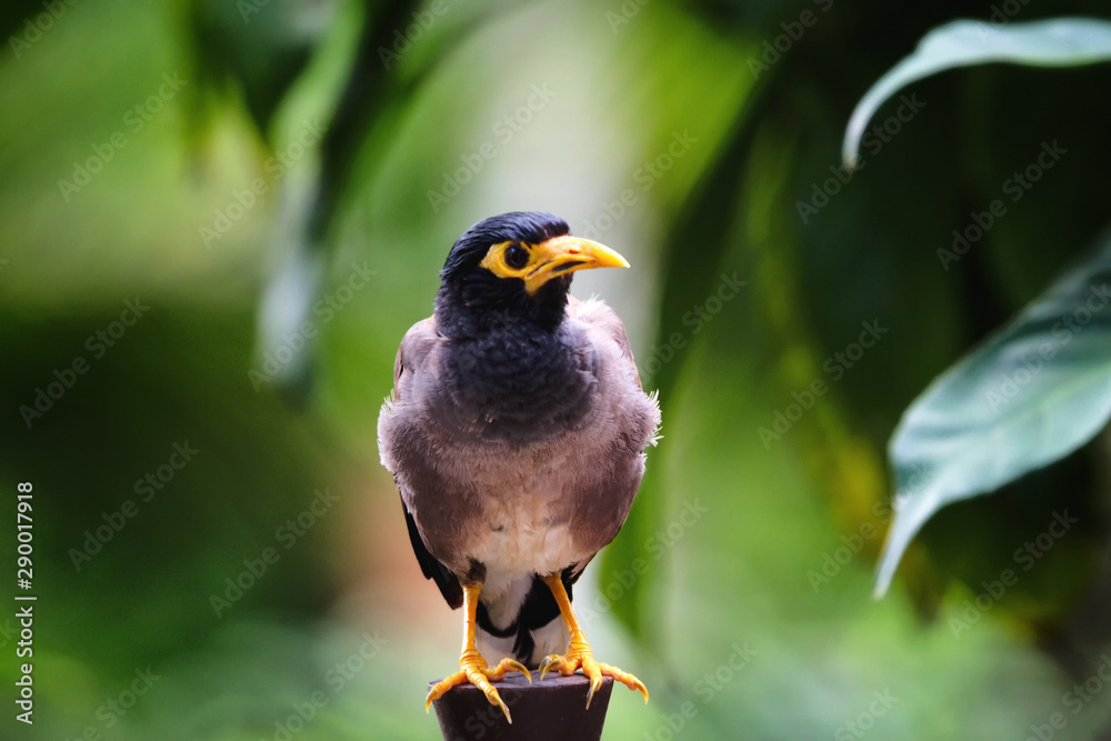 Fototapeta premium Myna Phuket Thailand