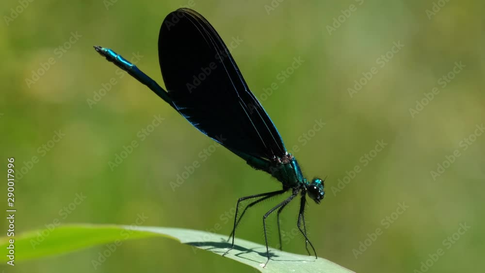 Close-Up of damselfly, Beautiful demoiselle (Calopteryx virgo) Close-Up of damselfly, Beautiful demoiselle (Calopteryx virgo)