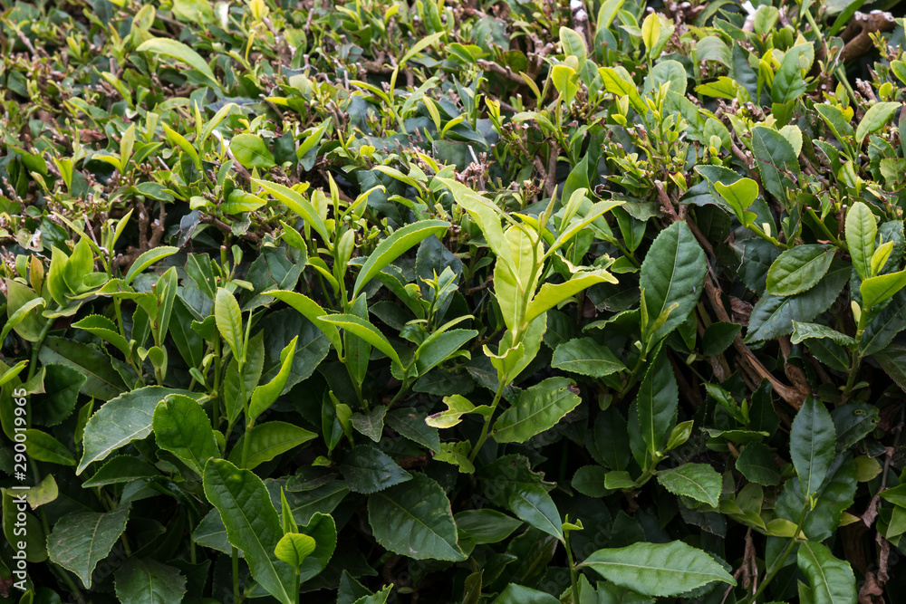 Detail of a tea bush Detail of a tea bush