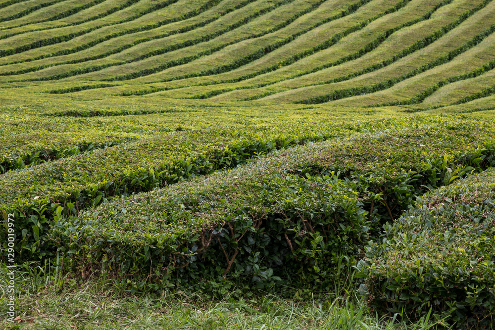 Tea bushes field, Sao Miguel, Azores