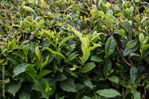 Detail of a tea bush