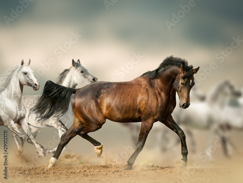 Beautiful wild horses in desert