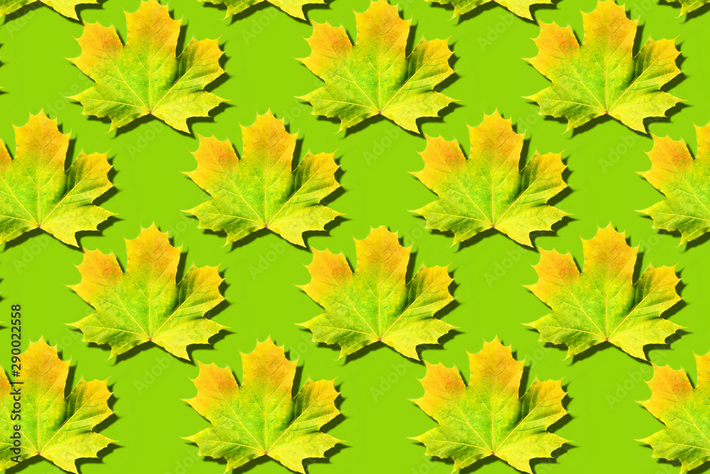 Creative layout of colorful autumn leaves. Banner with maple leaves pattern on green background. Top view. Flat lay. Season concept.