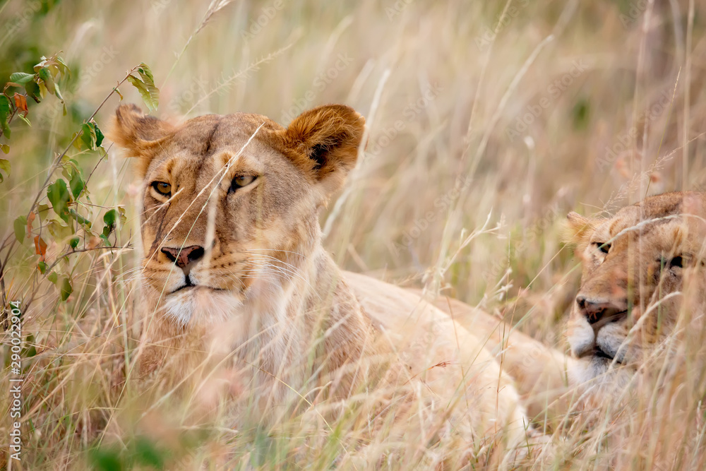 A lioness portrait in the Masai Mara national park, Kenya. Animal wildlife. A lioness portrait in the Masai Mara national park, Kenya. Animal wildlife.