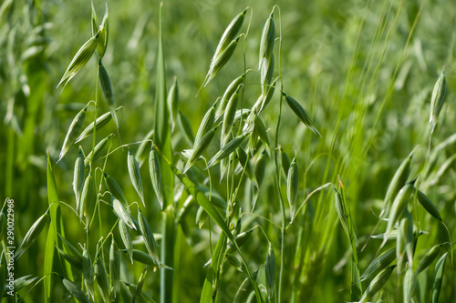 Young green oats closeup. Background for wallpaper. Texture.