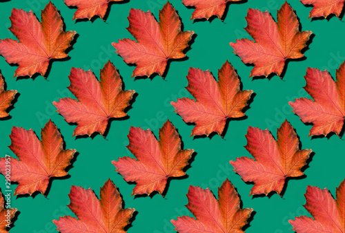 Red maple leaves pattern on green background. Top view. Flat lay. Season concept. Creative layout of colorful autumn leaves.
